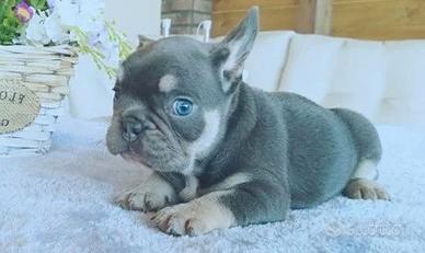 Bouledogue & bulldog francese - puppy