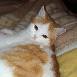 Cucciolo Scottish di tre mesi bianco e rosso