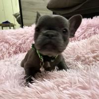 Cucciolo Bulldog Francese Blu