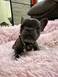 Cucciolo Bulldog Francese Blu