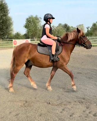 Pony castrone