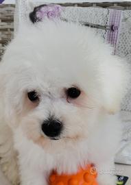 Cucciolo di bichon a poil frisée