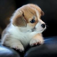 Corgi Pembroke cuccioli