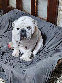 Buldog inglese per monte