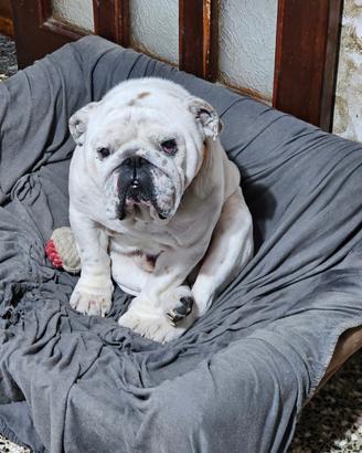 Buldog inglese per monte