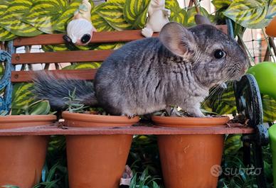 Cucciolo cincillà