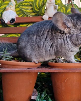 Cucciolo cincillà