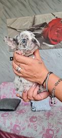Bulldog francese