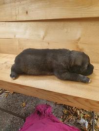 disponibili stupendi cuccioli pastore del caucaso 