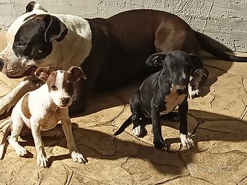 Cuccioli meticci