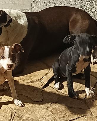Cuccioli meticci
