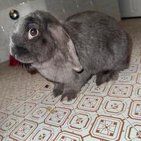 Sì regala coniglietta ariete brescia