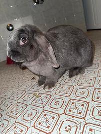 Sì regala coniglietta ariete brescia