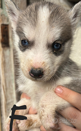 Husky siberian
