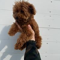 Barboncino Mini Toy di 6 mesi