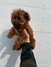 Barboncino Mini Toy di 6 mesi