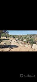 STAZZO GALLURESE