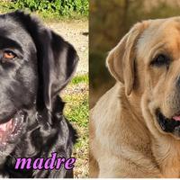 Cuccioli labrador pedigree selezione nera