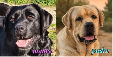 Cuccioli labrador pedigree selezione nera
