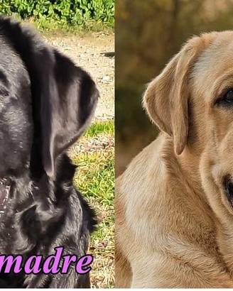 Cuccioli labrador pedigree selezione nera