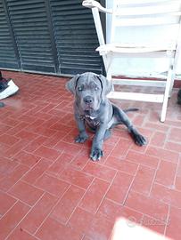 Cuccioli cane corso