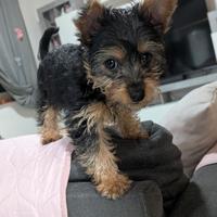 Yorkshire terrier