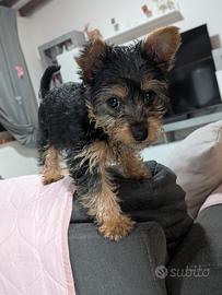 Yorkshire terrier