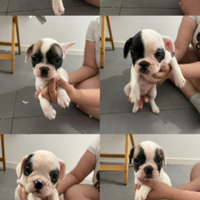 Cuccioli di Bulldog