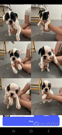 Cuccioli di Bulldog