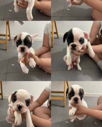 Cuccioli di Bulldog