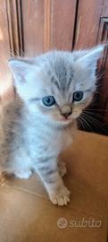 Gattino British shorthair