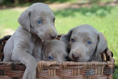 Weimaraner Cuccioli