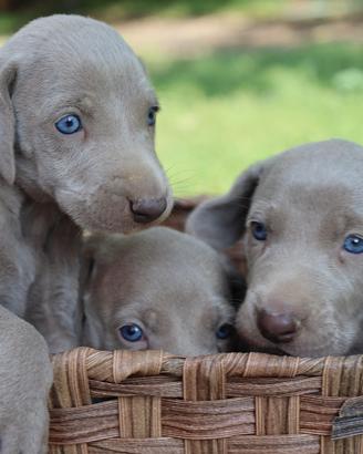 Weimaraner Cuccioli