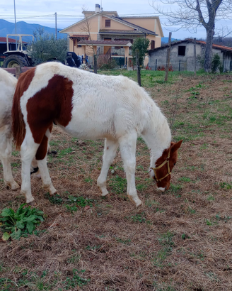 Peint horses