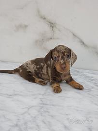 Bassotti con pedigree ENCI