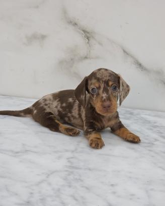 Bassotti con pedigree ENCI