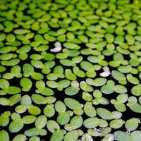Pianta acquario Lemna minor