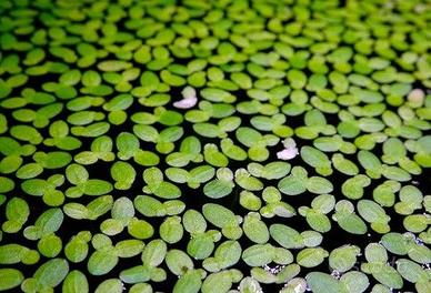 Pianta acquario Lemna minor