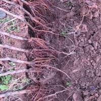 piante di castagne innestate 