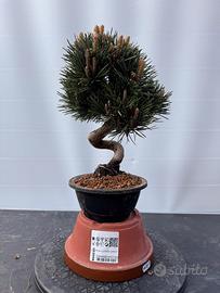 Bonsai Pinus Thunbergii Senjomaru