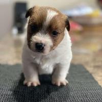 Cucciola Jack Russell Terrier pelo ruvido