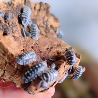 Armadillidium Maculatum isopodi