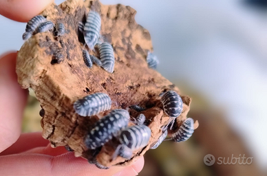 Armadillidium Maculatum isopodi