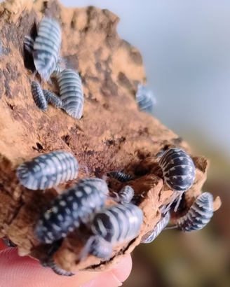Armadillidium Maculatum isopodi