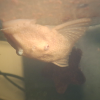 Ancistrus gold