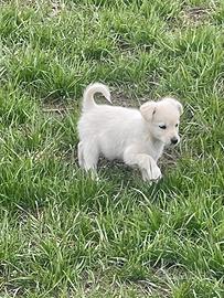 Cucciolo di meticcio