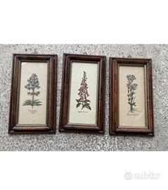 Set 3 Quadretri botanici Vintage in legno - Fiori