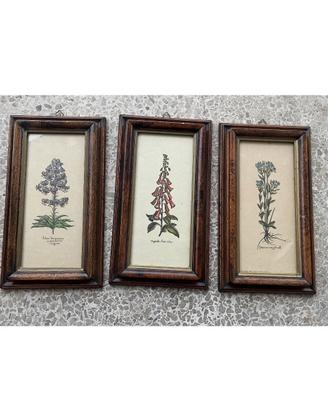 Set 3 Quadretri botanici Vintage in legno - Fiori