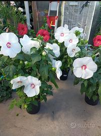 Hibiscus palustris