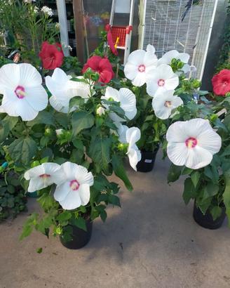 Hibiscus palustris